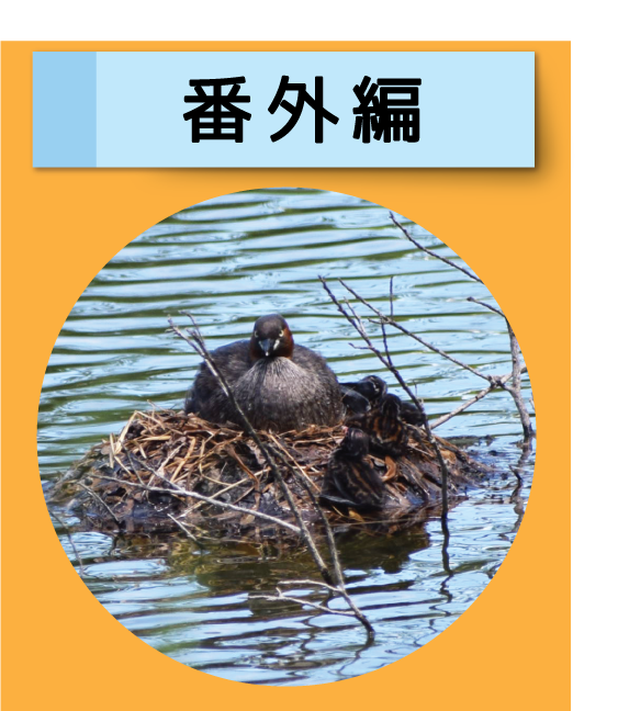 はっけん！こうえんのいきもの【番外編】