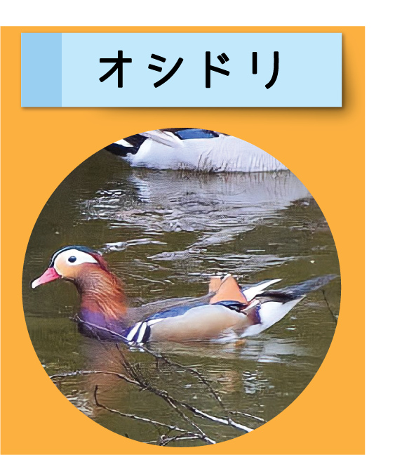 はっけん！こうえんのいきもの【オシドリ】