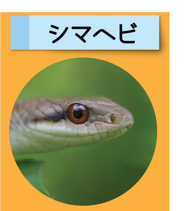 はっけん！こうえんのいきもの【シマヘビ】