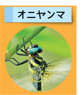 はっけん！こうえんのいきもの【オニヤンマ】