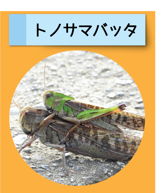 はっけん！こうえんのいきもの【トノサマバッタ】