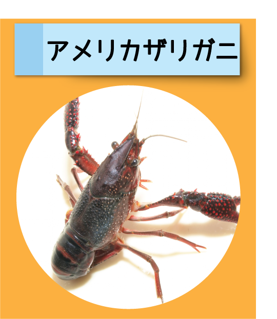 はっけん！こうえんのいきもの【アメリカザリガニ】