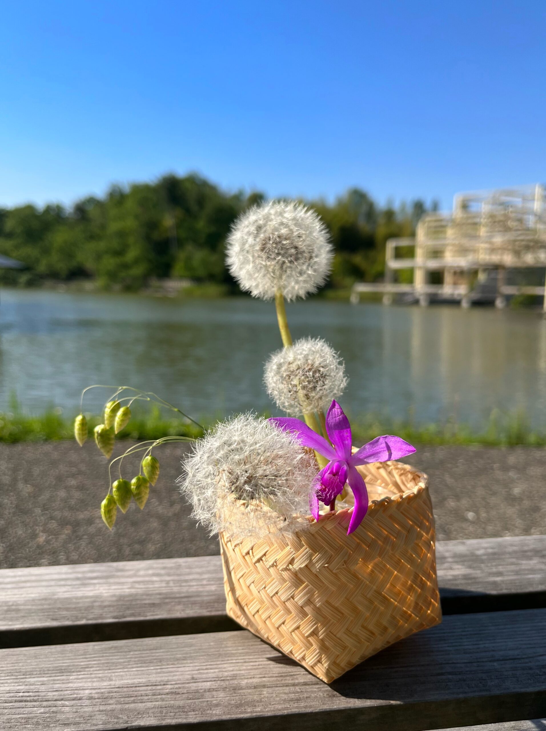 タンポポの綿毛を楽しもう！