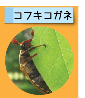 はっけん！こうえんのいきもの【コフキコガネ】