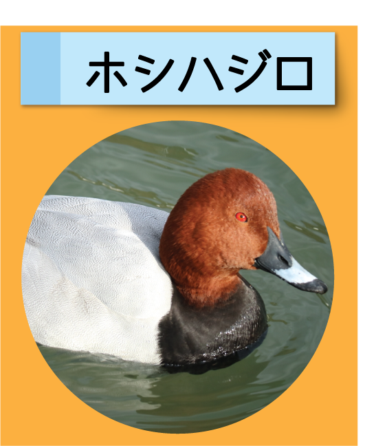 はっけん！こうえんのいきもの【ホシハジロ】