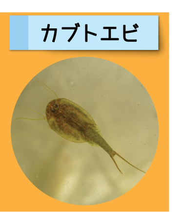 はっけん！こうえんのいきもの【カブトエビ】