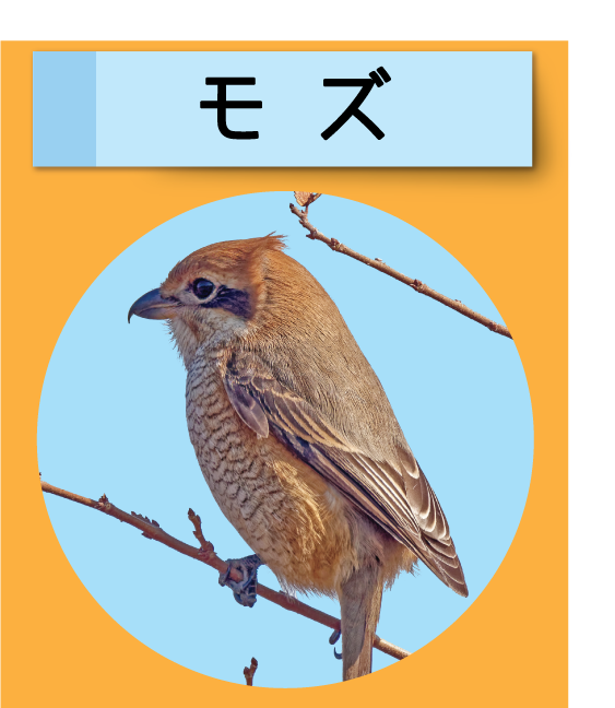 はっけん！こうえんのいきもの【モズ】