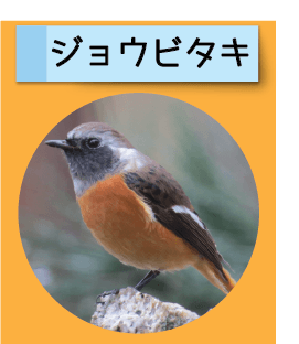 はっけん！こうえんのいきもの【ジョウビタキ】