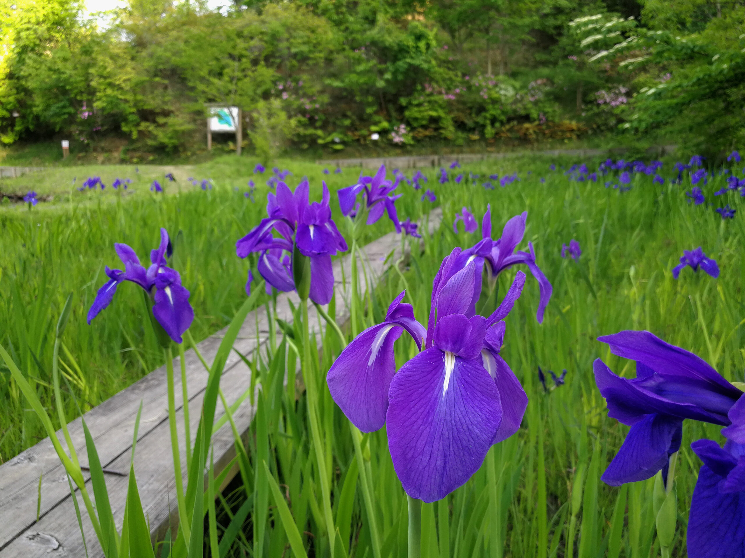 水景園のみどころ【2020.5.20小満】