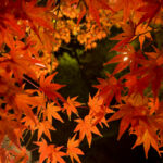 紅葉ライトアップ