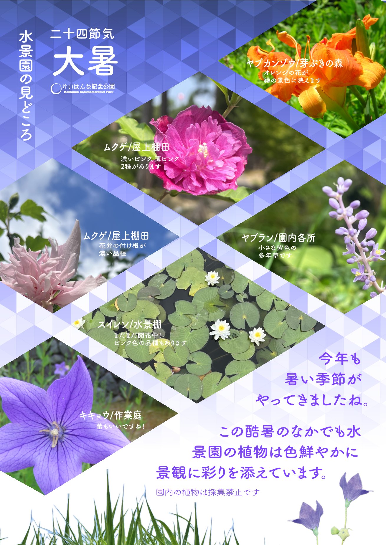 水景園の見どころ　二十四節気・大暑