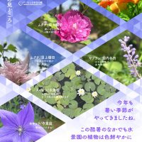 水景園の見どころ　二十四節気・大暑