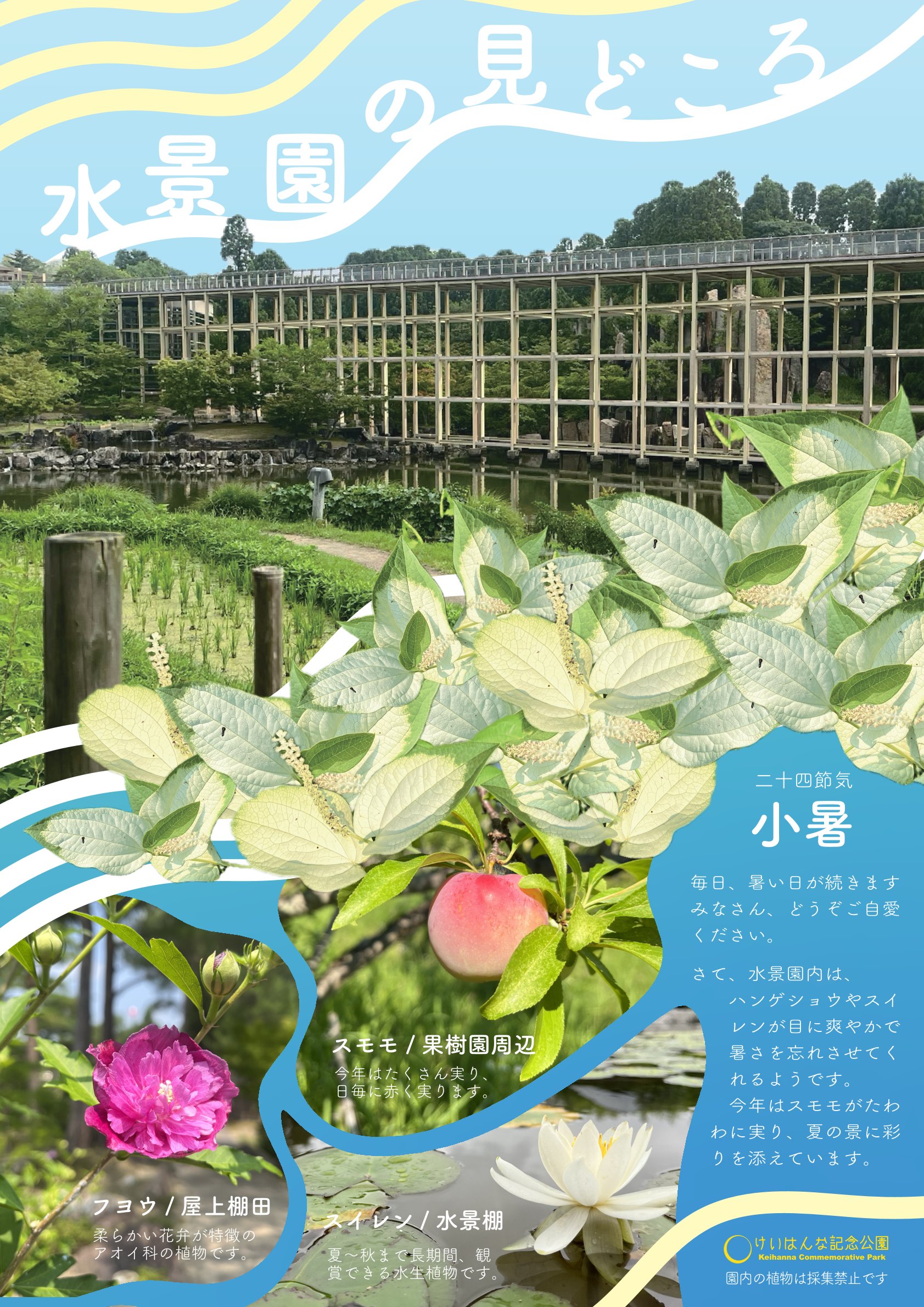 水景園の見どころ　二十四節気・小暑