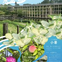 水景園の見どころ　二十四節気・小暑