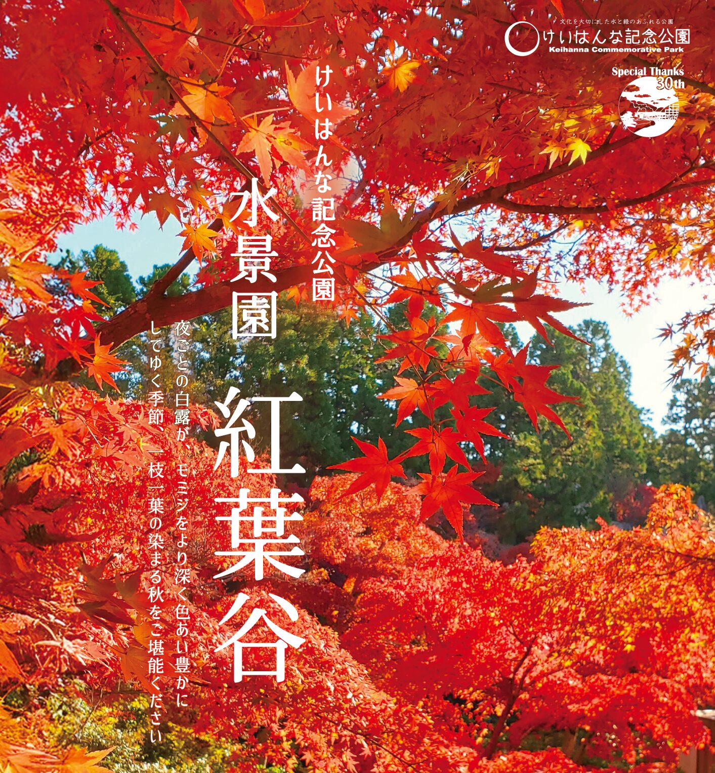 もみじの色づき情報