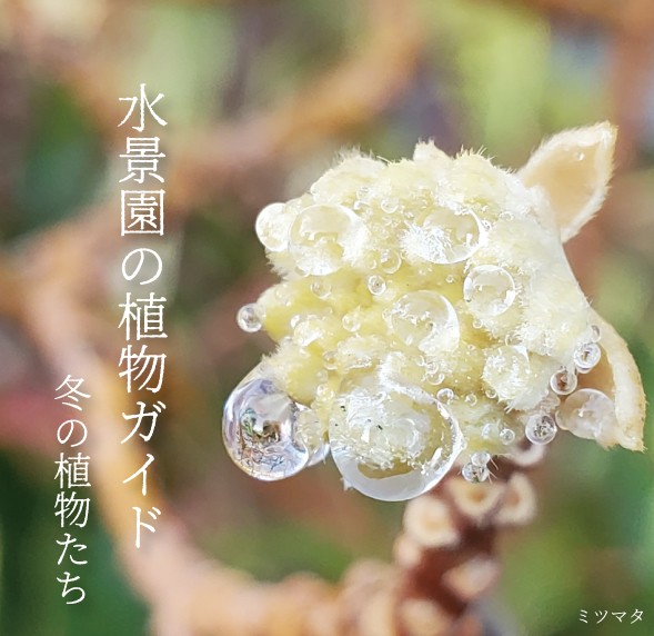 水景園の植物ガイド~冬の植物たち～