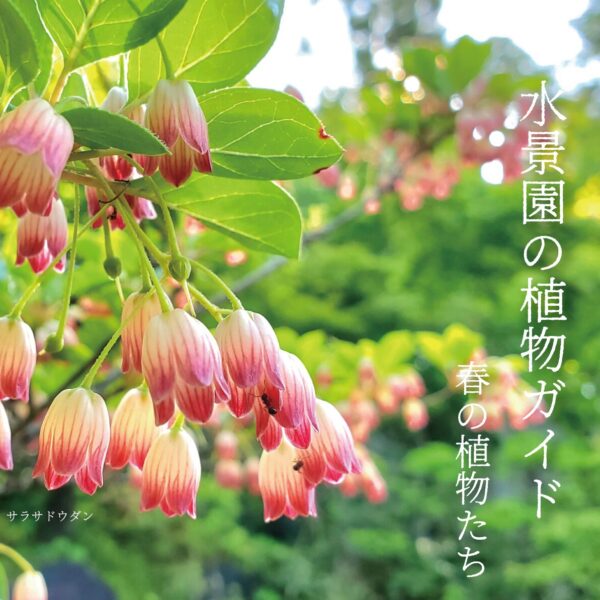 水景園の植物ガイド~春の植物たち～