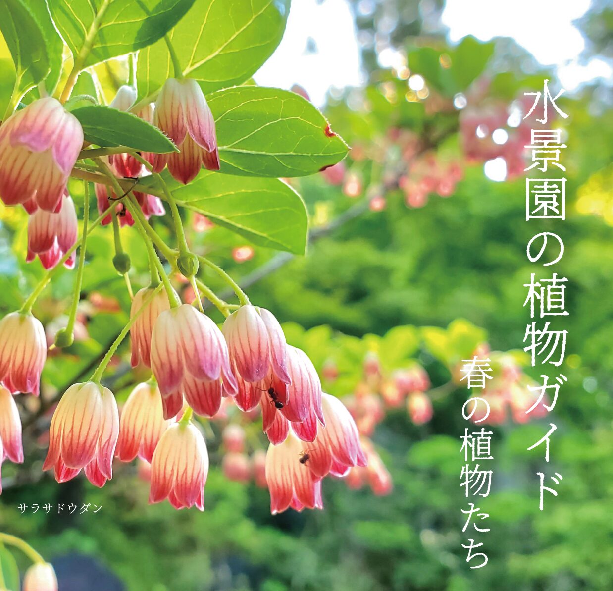 水景園の植物ガイド~春の植物たち～