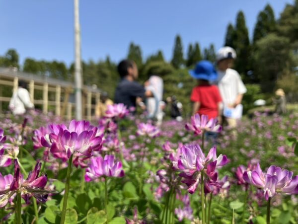 レンゲ畑の観察会