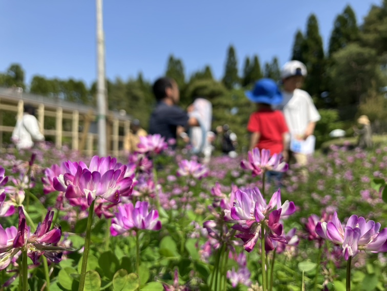 レンゲ畑の観察会