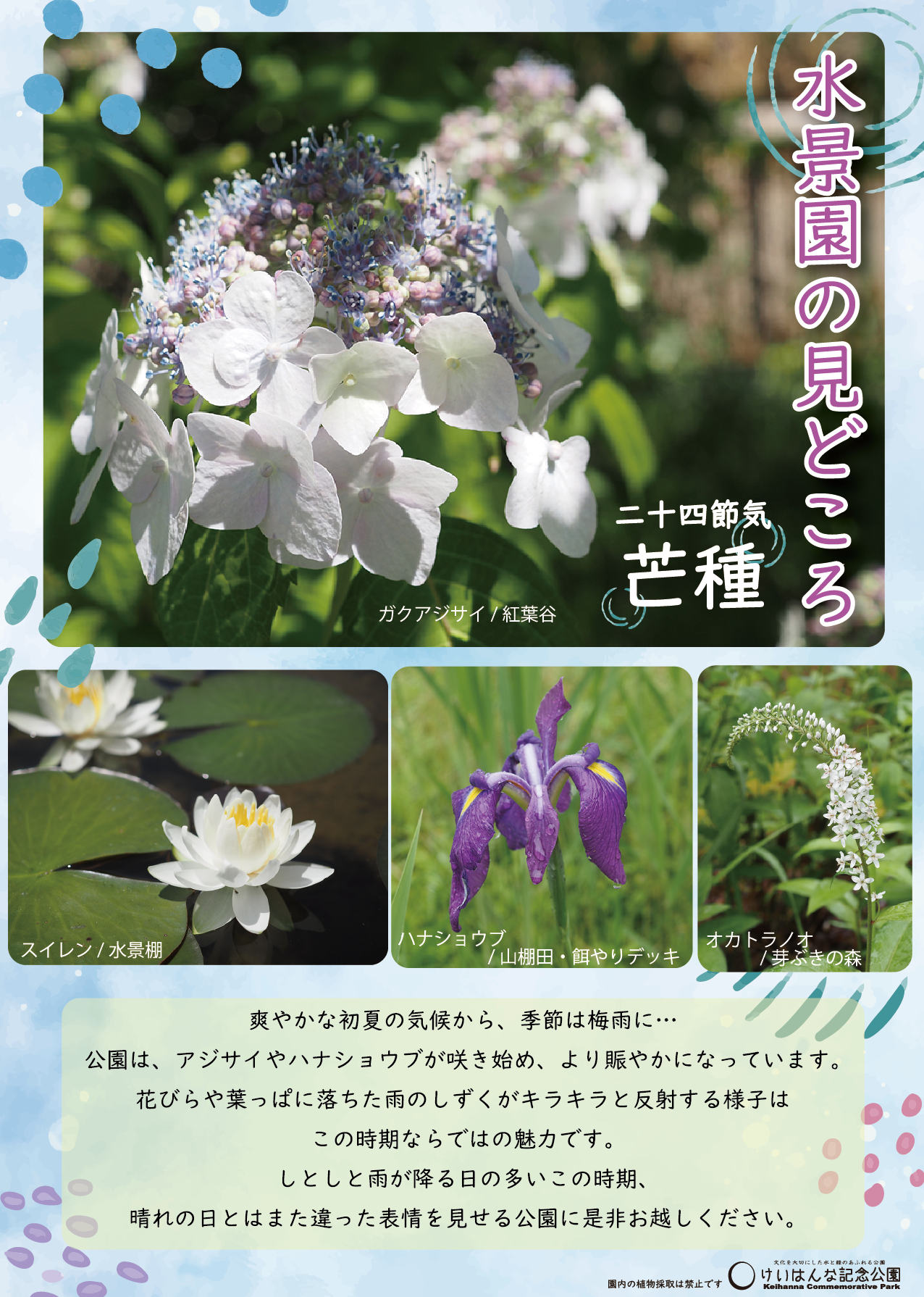 水景園の見どころ　二十四節気・芒種