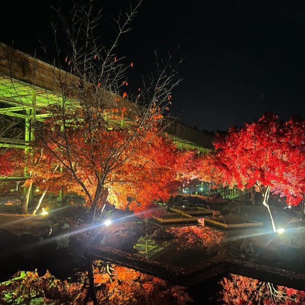 紅葉ライトアップツアー