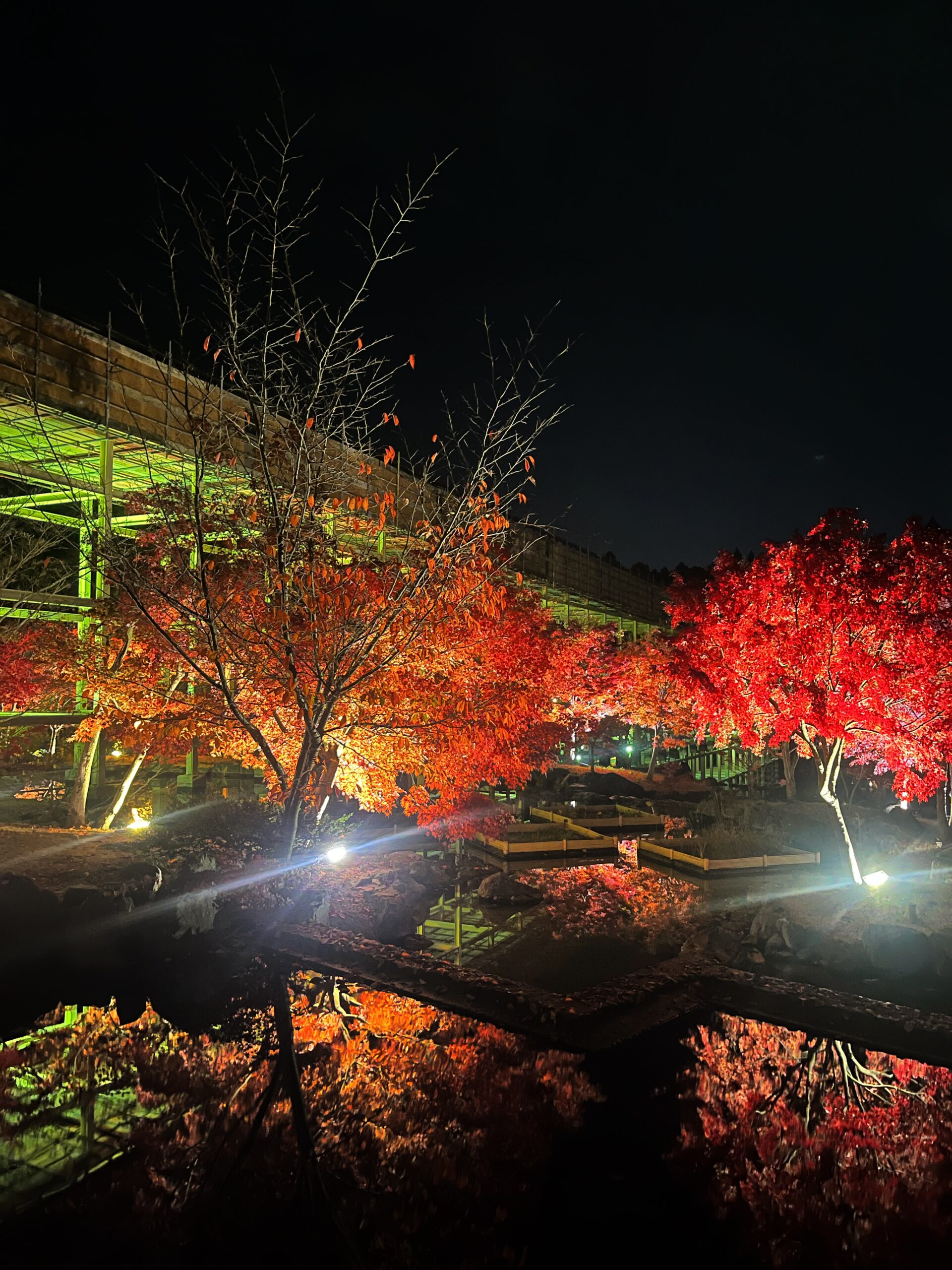 紅葉ライトアップツアー