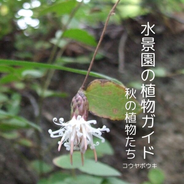 水景園の植物ガイド~秋の植物たち～